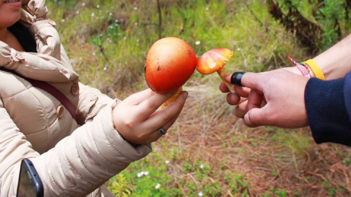 Experiencia inolvidable en Acaxochitlán, recolección de hongos comestibles con nanacateras