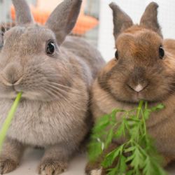 ¿Cuáles son los beneficios de tener un conejo en casa?