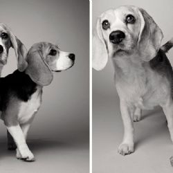 Así envejecen los perros a través de las fotos