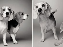 ¿Cómo envejecen los perros a través de las fotos?