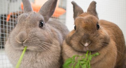 ¿Cuáles son los beneficios de tener un conejo en casa?