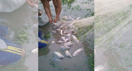 Continúa mortandad de peces en el sur de Veracruz; ahora ocurrió en Hidalgotitlán