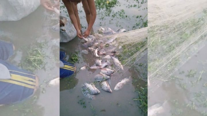 Continúa mortandad de peces en el sur de Veracruz; ahora ocurrió en Hidalgotitlán