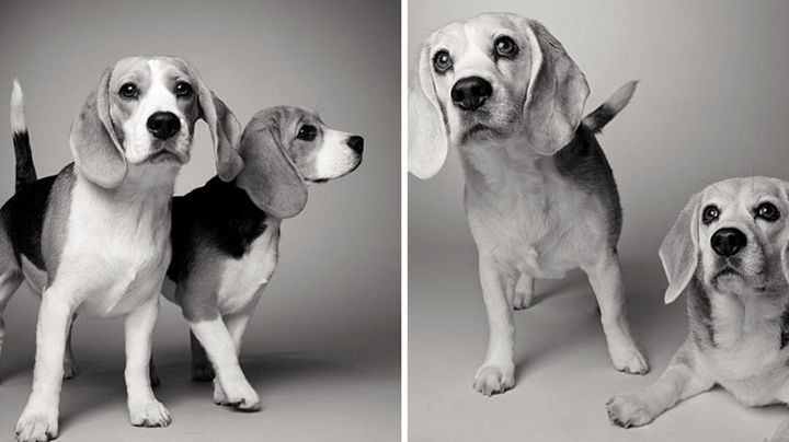 Así envejecen los perros a través de las fotos