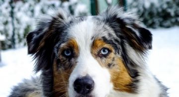 5 razas de perros con una salud envidiable; nunca se enferman