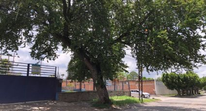 El gigantesco árbol de guamúchil de la Arbide endémico de Guanajuato y alimento de los chichimecas