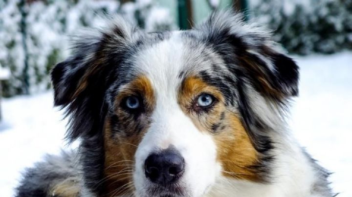 5 razas de perros con una salud envidiable; nunca se enferman