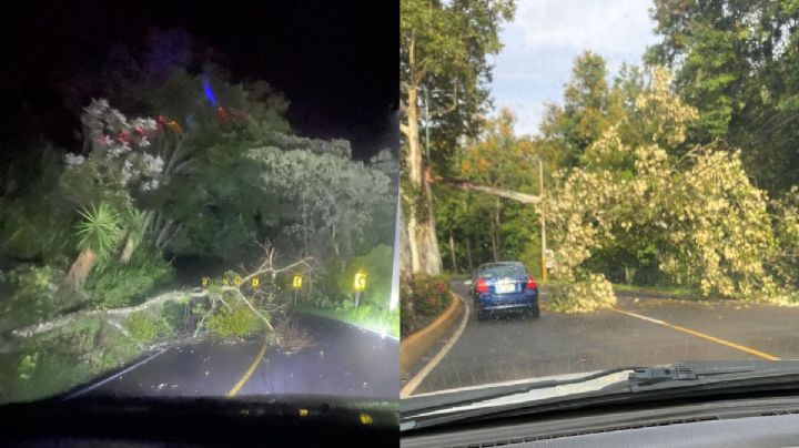 Fuerte lluvia en Xalapa por onda tropical 9 deja árboles caídos