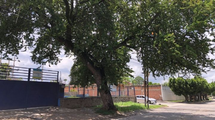 El gigantesco árbol de guamúchil de la Arbide endémico de Guanajuato y alimento de los chichimecas