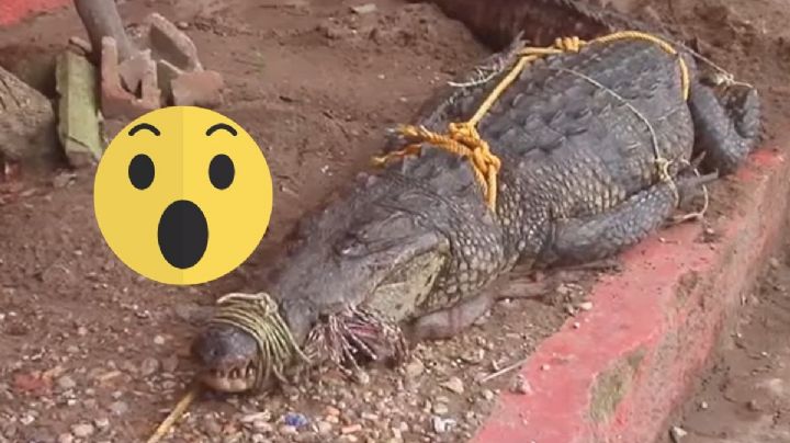 Por lluvias, alertan presencia de cocodrilos en colonias de Coatzacoalcos