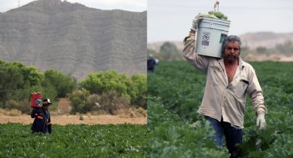 Desde el desierto de Chihuahua hasta Japón: Campesinos cosechan toneladas de verduras