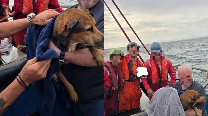 Coatzacoalcos: La historia del lomito que naufragó más de 6 kilómetros y fue adoptado