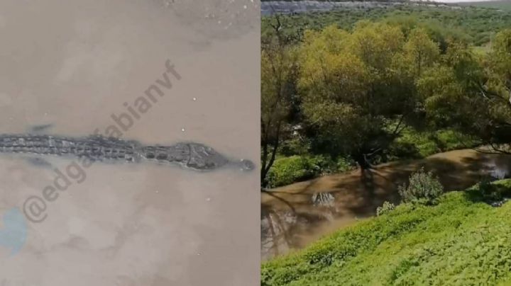 ¿Caimán en Guanajuato? Captan reptil en las orillas del río Silao