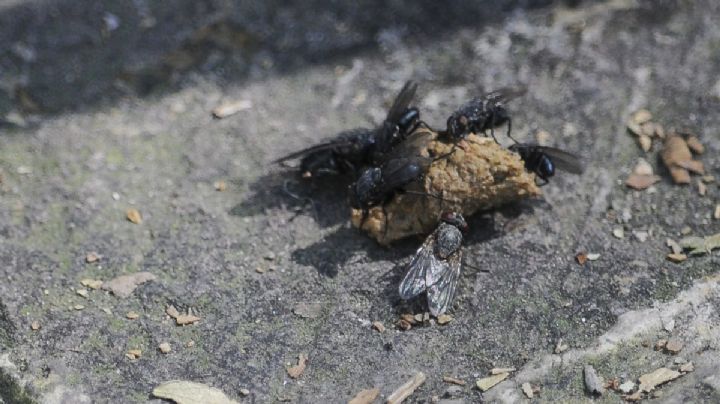 ¿Por qué salen tantas moscas en León?