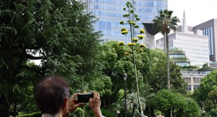 El agave amarillo, la rara planta que florece una vez al siglo en un parque de Tokio