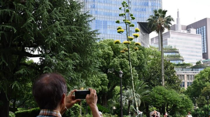 El agave amarillo, la rara planta que florece una vez al siglo en un parque de Tokio