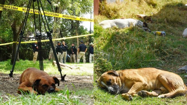 Puebla: Vecinos de Huachinango denuncian envenenamiento masivo de perros