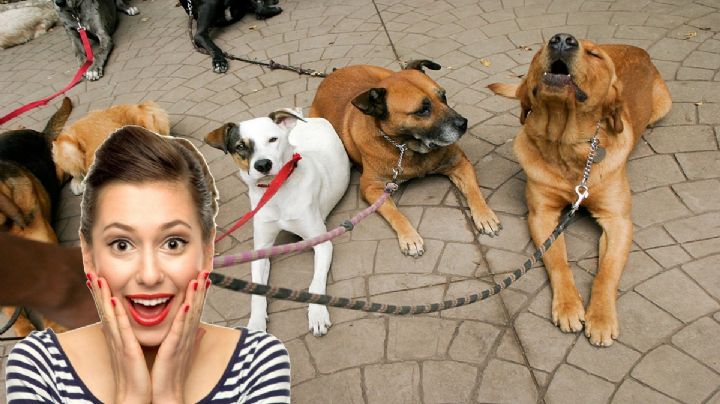 Perrotón CDMX: Así serán las actividades gratis para los perritos | Fecha, registro y horario