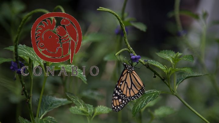 Conabio, encargada de investigar y decidir sobre biodiversidad, es desmantelada por la 4T