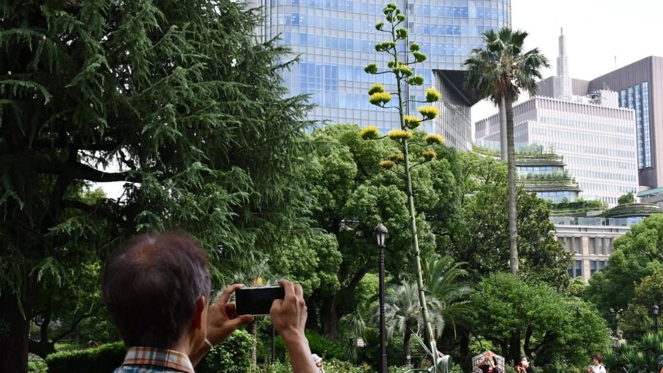 La planta tiene más de 60 años, ya que existen fotos desde 1960 y estaría alcanzando ahora el final de su vida