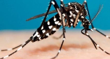 Son ya 146 casos de dengue en Guanajuato, 40% con síntomas graves