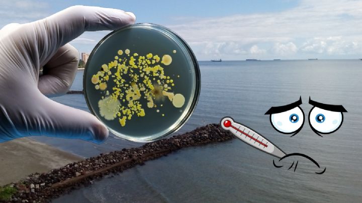 Cuidado hidalguense, quieres vacaciones en la playa; estas son las más contaminadas