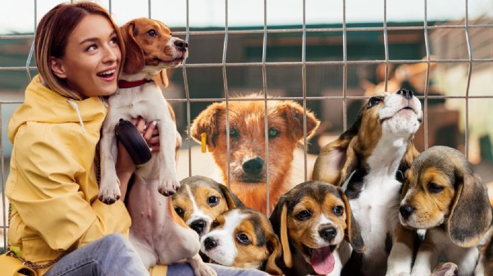 Primera feria de adopción de perritos en Pachuca, ¿cuándo, dónde y qué necesito?