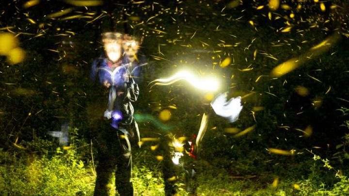 Dónde disfrutar el avistamiento de luciérnagas en Edomex