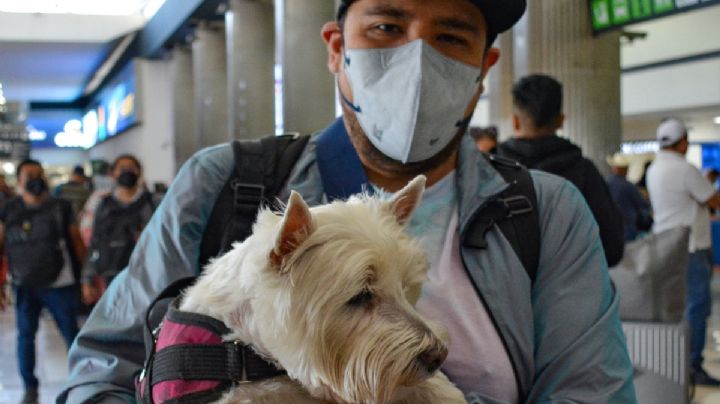 Aeroméxico, Viva Aerobus, Volaris: Esta es la aerolínea más barata para viajar con tus mascotas