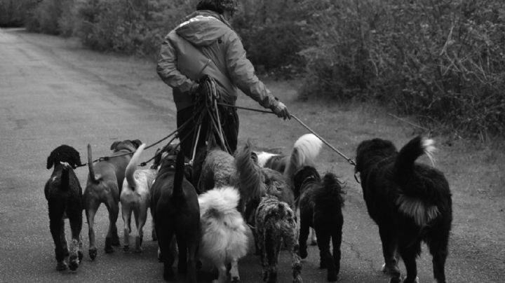 Por un respiro limpio: el problema de las heces de perro