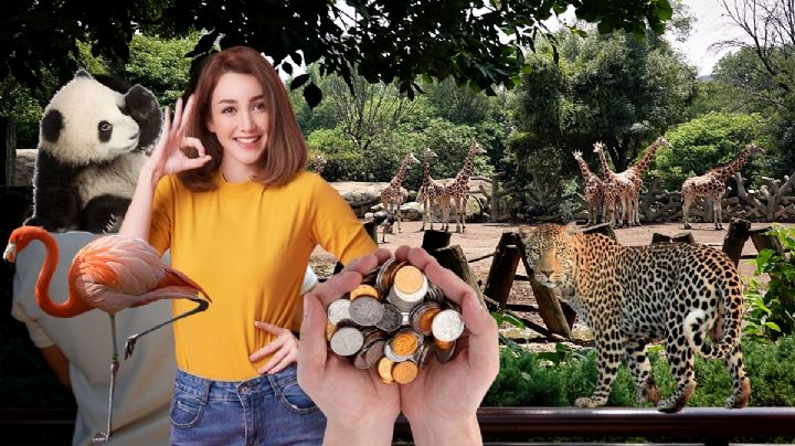 Así se ven las nuevas monedas de 1 y 10 pesos con animales del Zoológico de Chapultepec