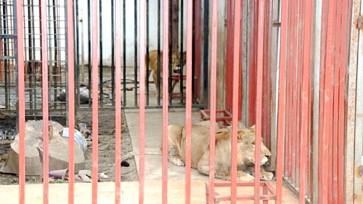 Fiscalía de Morelos catea casa y encuentra leones y coches robados | FOTOS