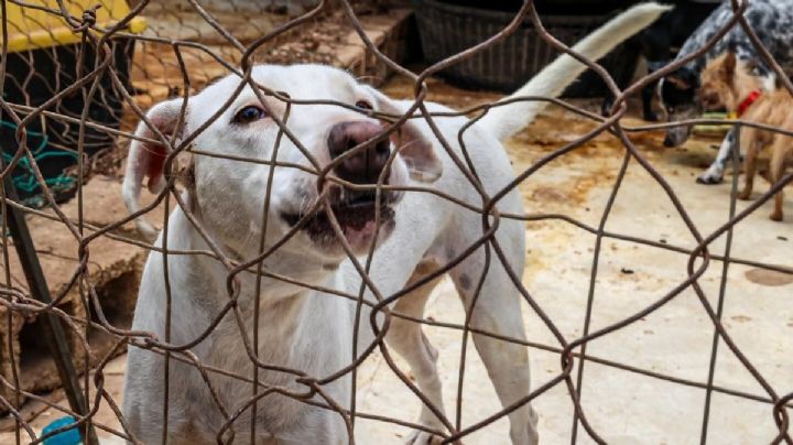 Huracán Beryl: Refugio de animales pide adoptar temporalmente a "lomitos"