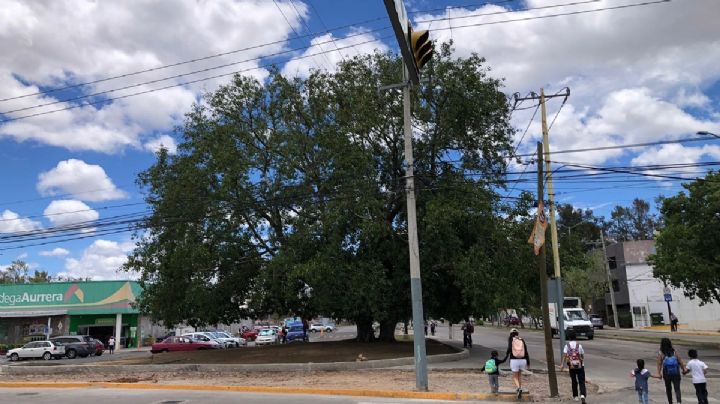 Conoce al gigantesco árbol: el Hule asiático del bulevar Adolfo López Mateos