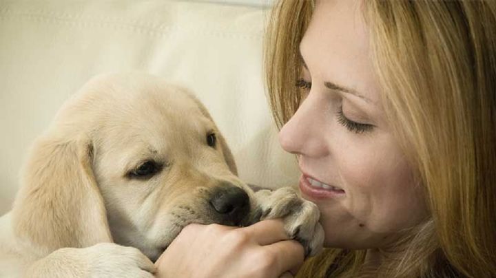 DÍa Mundial del Perro: una fecha para reflexionar sobre el cuidado de nuestras mascotas