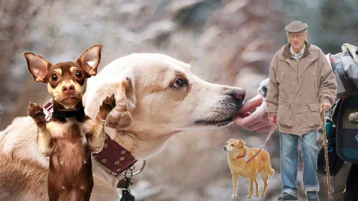 Día Mundial del Perro: Los mejores memes de lomitos para mandar y celebrar su día