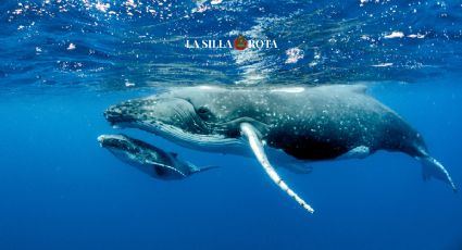 Día Mundial de las Ballenas: ¿Dónde pueden verse en México?