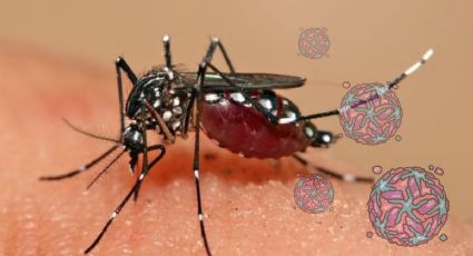 ¿Cuántas veces me puedo enfermar de dengue?