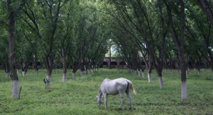 La hermosa arboleda  de nogal que produce nueces en Jalpa de Cánovas, Guanajuato