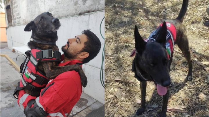 Muere lomito rescatista de Acámbaro; apoyó en sismo de 2017 y huracán Otis