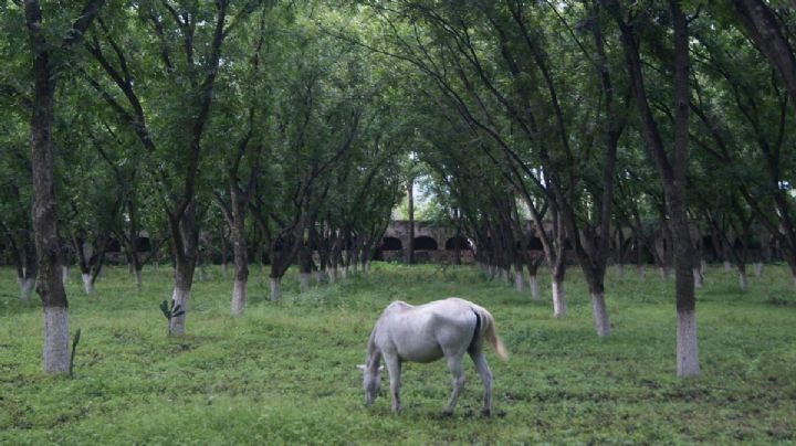 La hermosa arboleda  de nogal que produce nueces en Jalpa de Cánovas, Guanajuato