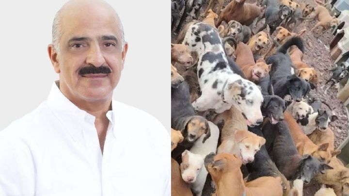 Ricardo Ahued anuncia dónde reubicarán albergue de perros Ada Azul en Xalapa