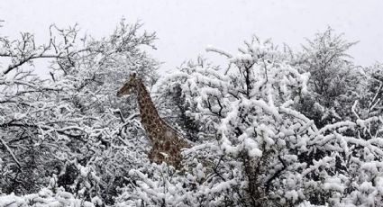 Sudáfrica: Las increíbles imágenes de animales bajo la nieve