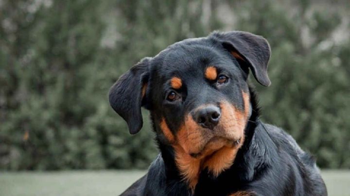 Estas son las 5 razas de perros que muerden más fuerte