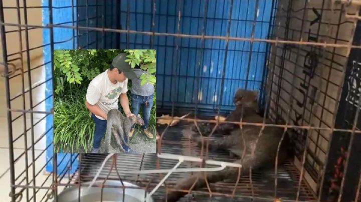 Rescatan a puma jaguarundi que fue atropellado en carretera del sur de Veracruz