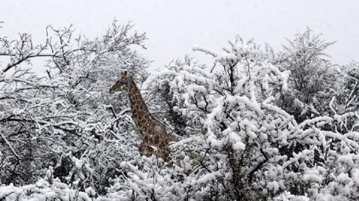Sudáfrica: Las increíbles imágenes de animales bajo la nieve