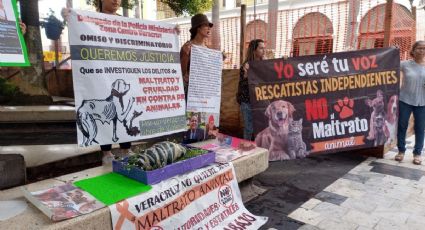 Cachorro muere tras ser arrojado a la calle desde casa en Veracruz (VIDEO)