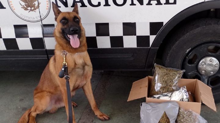 Perrito da golpe al narco en Jalisco; descubre marihuana en costales de maíz