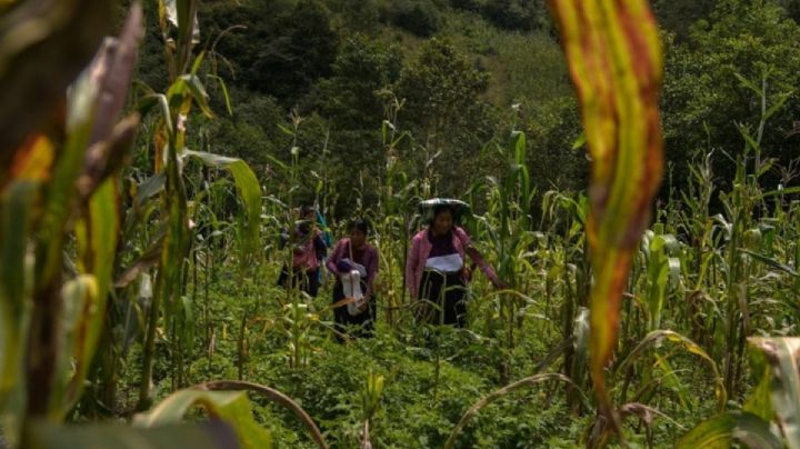 Sólo 2 de cada 10 mujeres son dueñas de tierras, aumentar su cantidad es el objetivo: Edna Vega