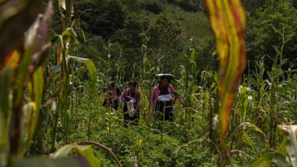 Edna Elena Vega Rangel, subsecretaria de Ordenamiento Territorial y Agrario, afirmó que esta falta de equidad en la tenencia de tierras se debe a la violencia normalizada contra las mujeres y a la falta de educación con perspectiva de género.